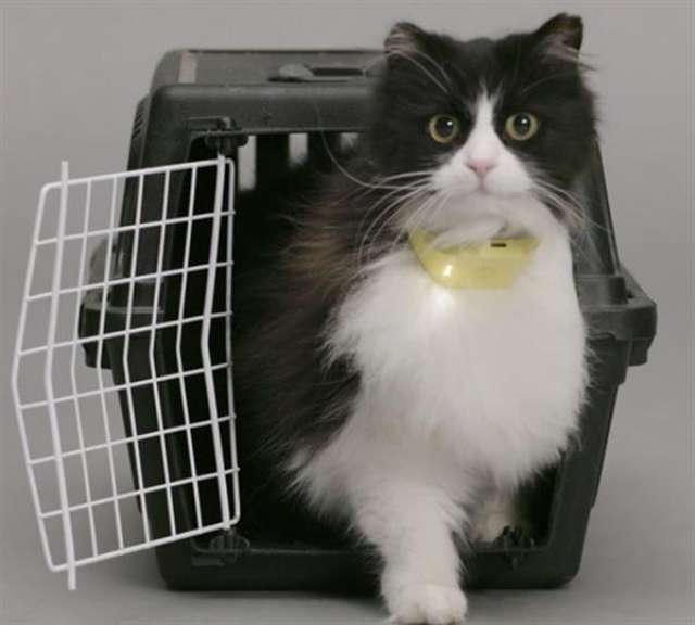 通過高科技裝置，將貓咪的喵喵聲轉化成「人話」，  讓你可以聽懂貓咪在說什麼。