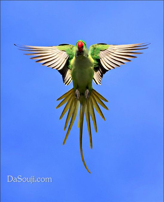 美麗的尾巴 -驕傲，因為最美！