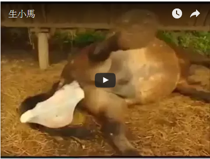 看過生 小馬 嗎 ?