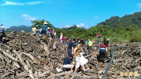 石門水庫限定！漂流木全面開放撿拾中