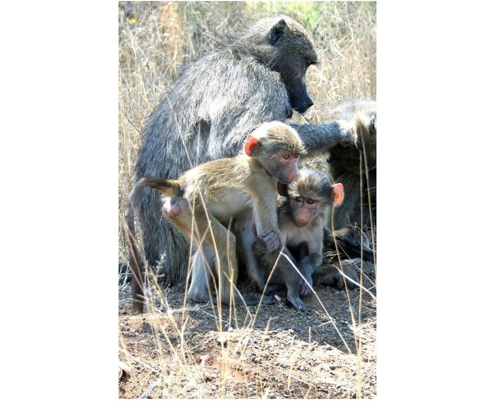 野生狒狒 搞笑的矇住同伴 雙眼  好像在表達-禁止 攝影師拍照
