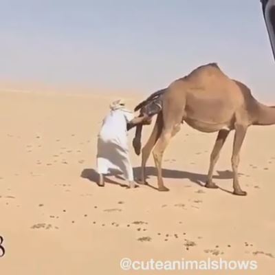 駱駝生小孩 Camel giving birth