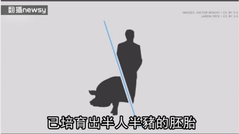 混合人豬幹細胞　4周大「人豬胚胎」曝光