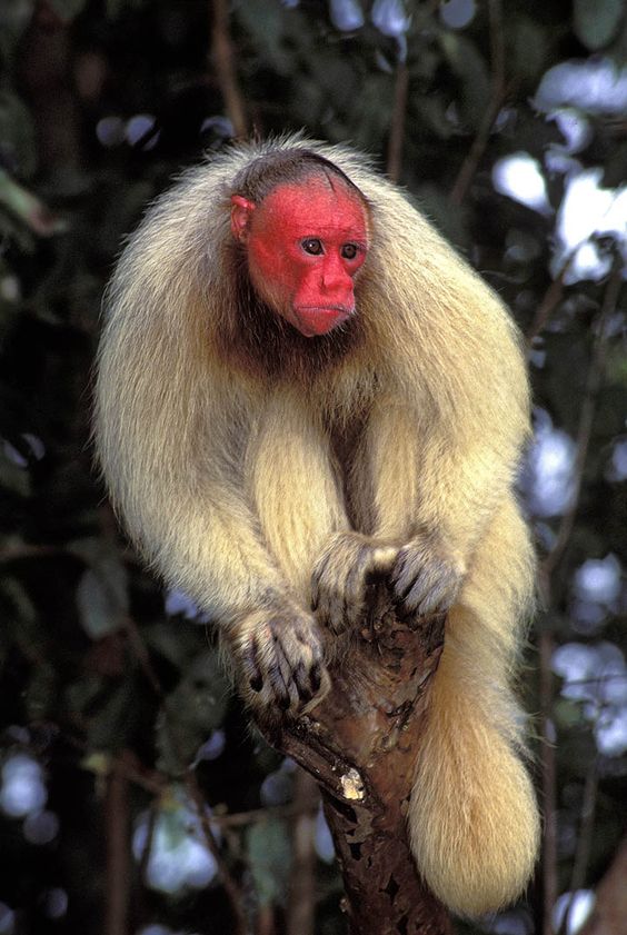 禿頂猴，亞馬遜巴西亞馬遜森林漫灘瀕臨滅絕的物種。