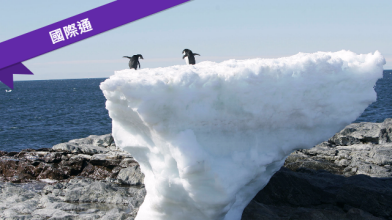 南極企鵝悲歌 數千幼雛餓死剩2隻
