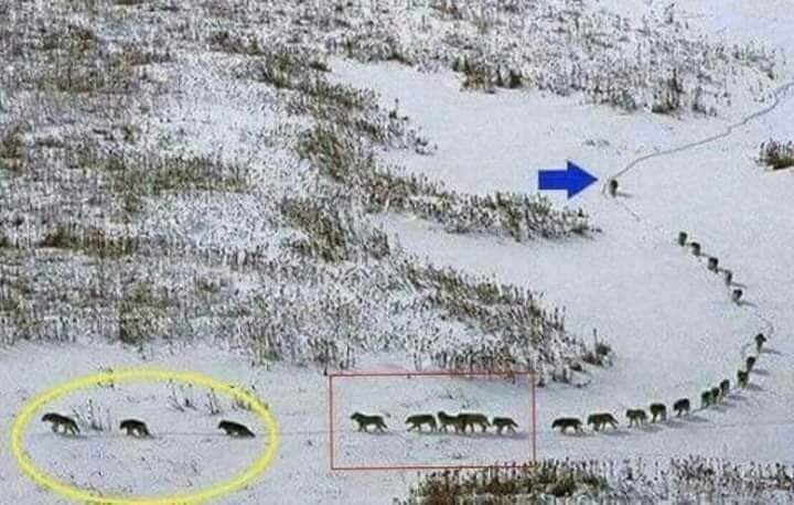 狼群 團結無私的精神讓人敬佩 !