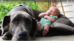 狗和孩子，最好的朋友。狗和寶貝，最好的視頻。