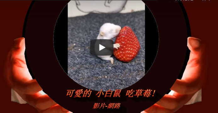 可愛的小白鼠 吃草莓喔!