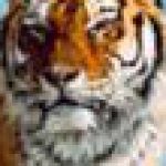 yditori 的簡介照片