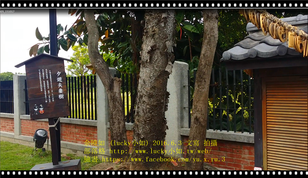 夫妻樹【台南安平】夕遊出張所